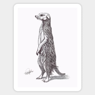 Suricata. Meerkat Sticker